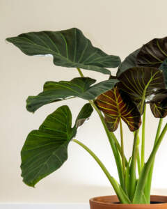 Alocasia Regal Shields