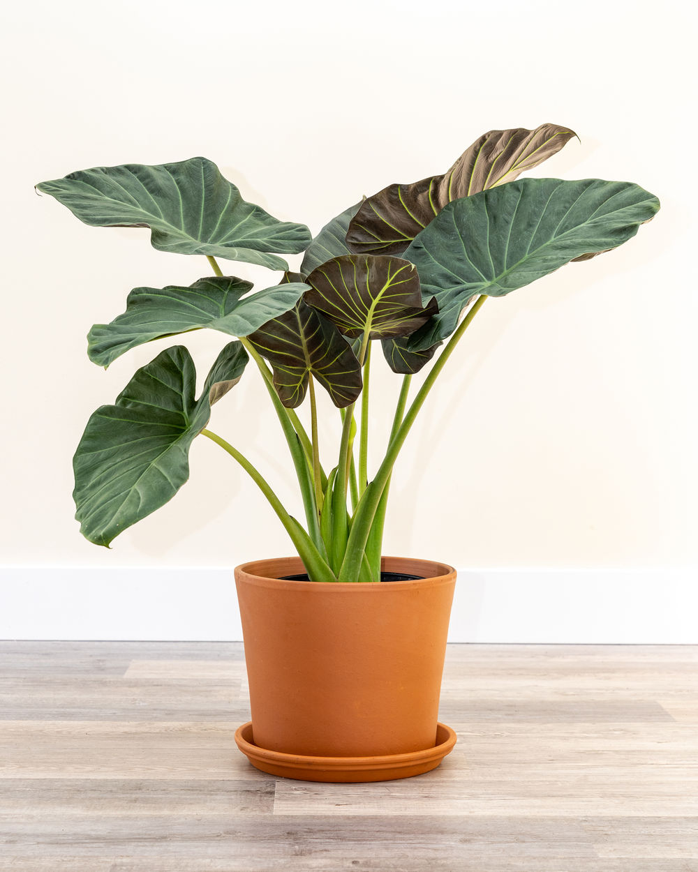 Alocasia Regal Shields