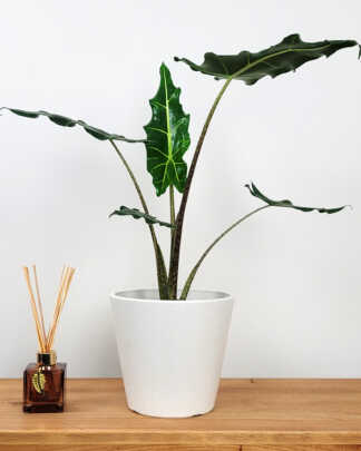 Alocasia Sarian