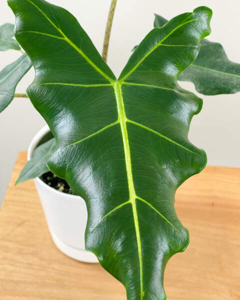 Foliage Foliage
