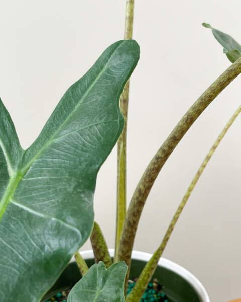 Foliage Foliage