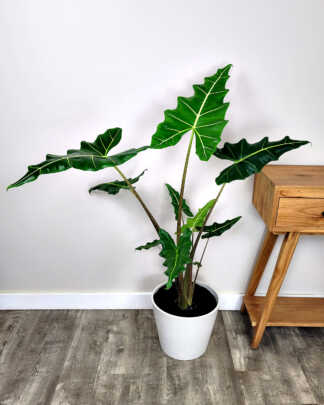 Alocasia Sarian