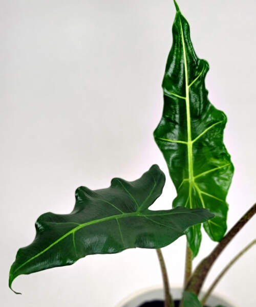 Foliage Foliage