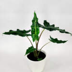 Alocasia Sarian