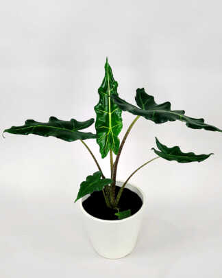 Alocasia Sarian