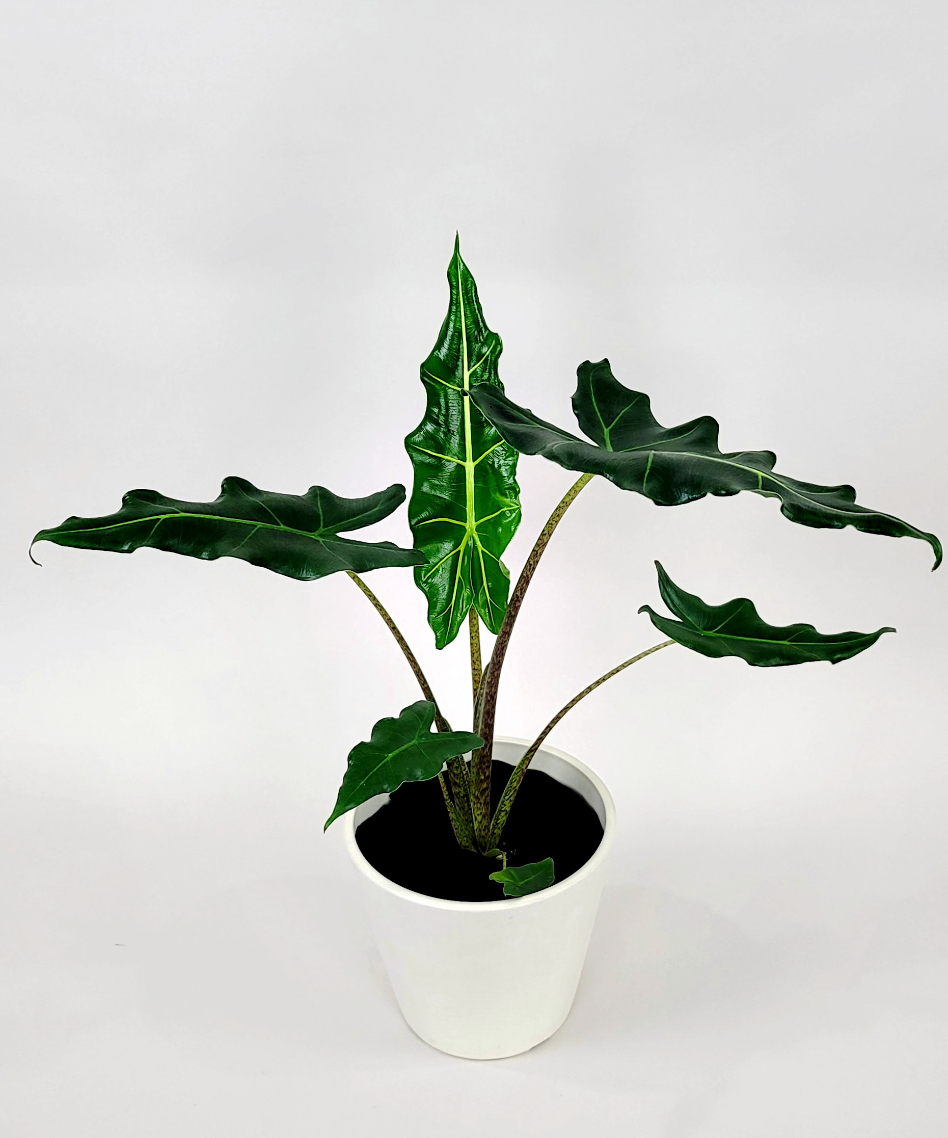 Alocasia-Sarian-Main.jpg