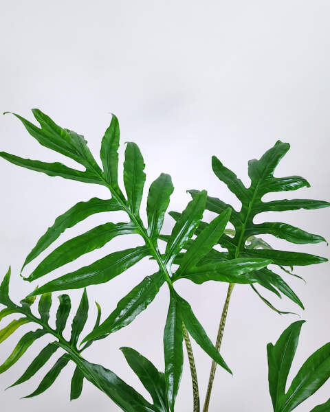 Foliage