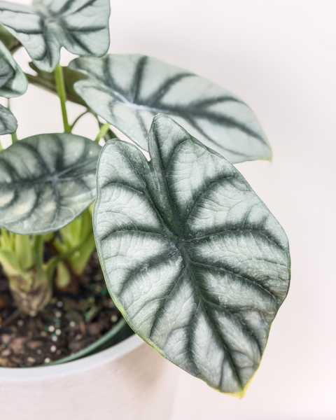 Foliage
