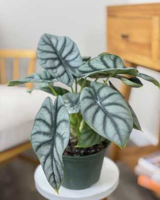 Alocasia Baginda 'Silver Dragon', Elephant Ear
