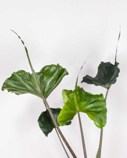 Leaves Leaves