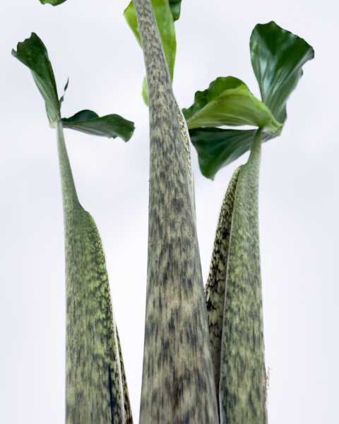 Foliage Foliage