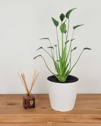 Alocasia Tiny Dancer