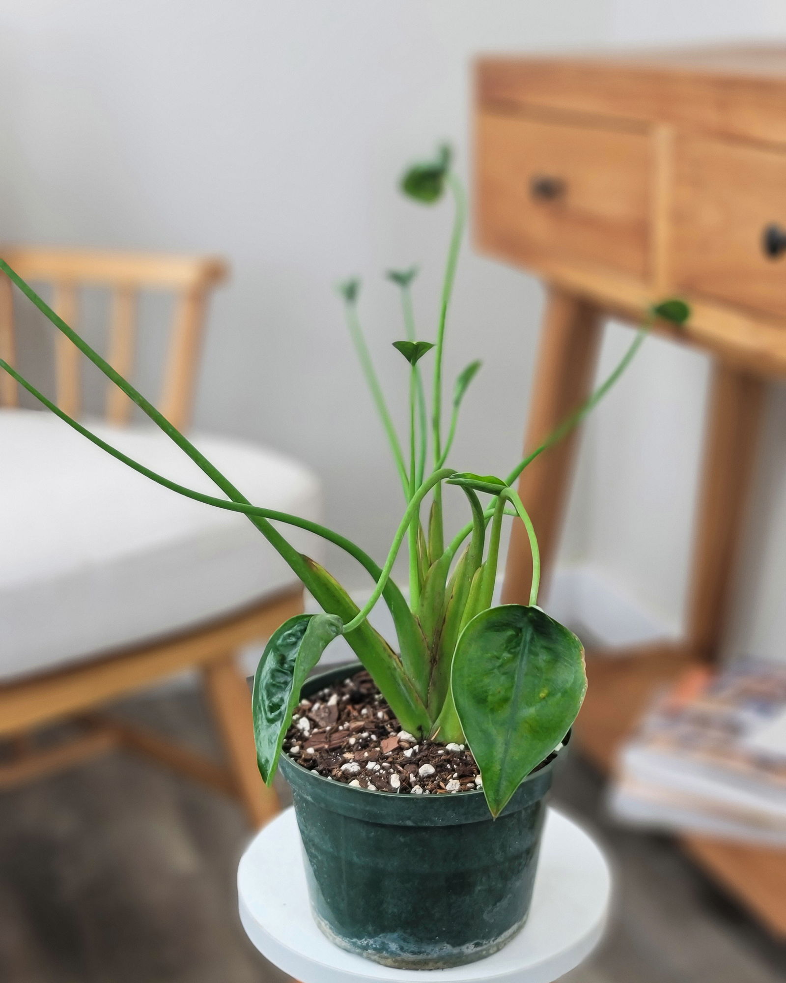 vigoro dracaena Dracaena Mass Cane Corn Plant Massangeana, 2 Stem Staggered