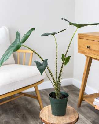 Alocasia zebrina 'Reticulata'
