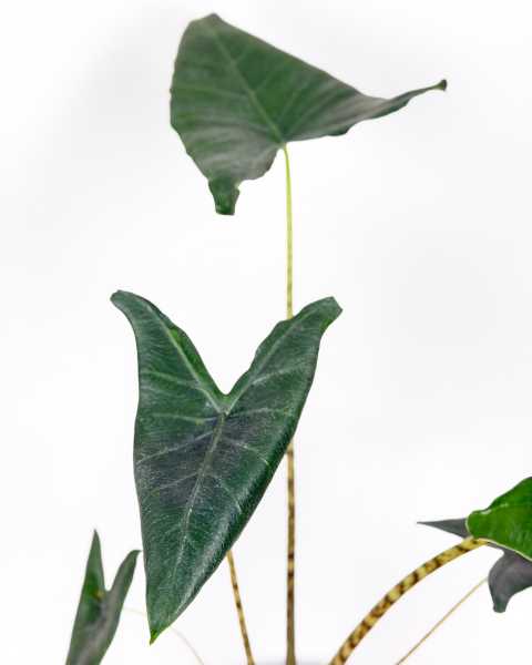 Leaves