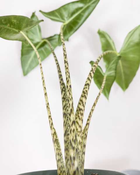Foliage