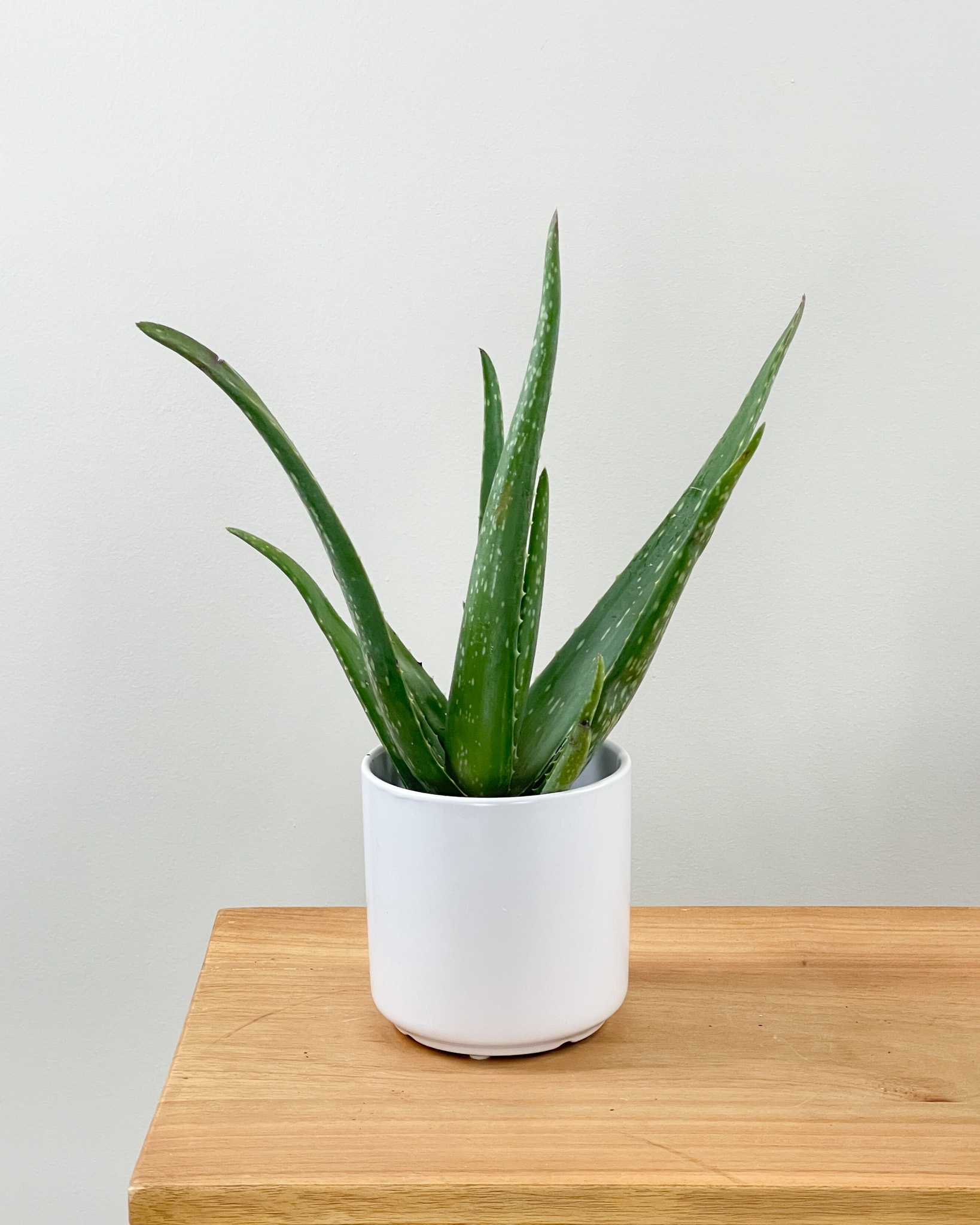 Aloe vera PlantVine