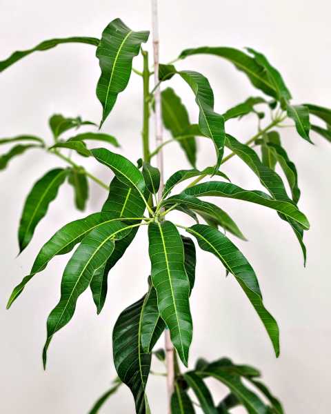 Foliage Foliage
