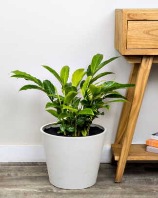 Alpinia Red Ginger
