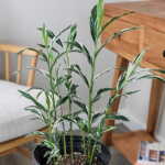 Alpinia Vittata