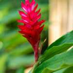 Alpinia Red Ginger