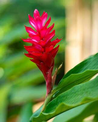 Alpinia Red Ginger