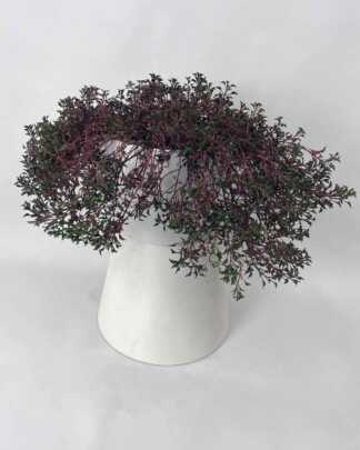 Alternanthera ficoidea 'Party Time'