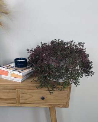 Alternanthera ficoidea 'Party Time'