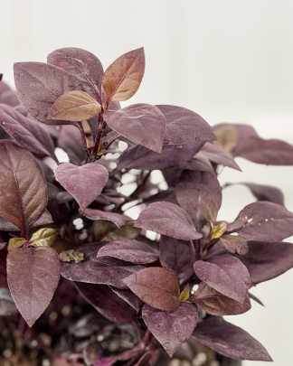 Alternanthera
