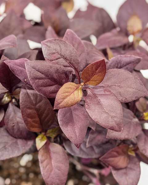 Foliage