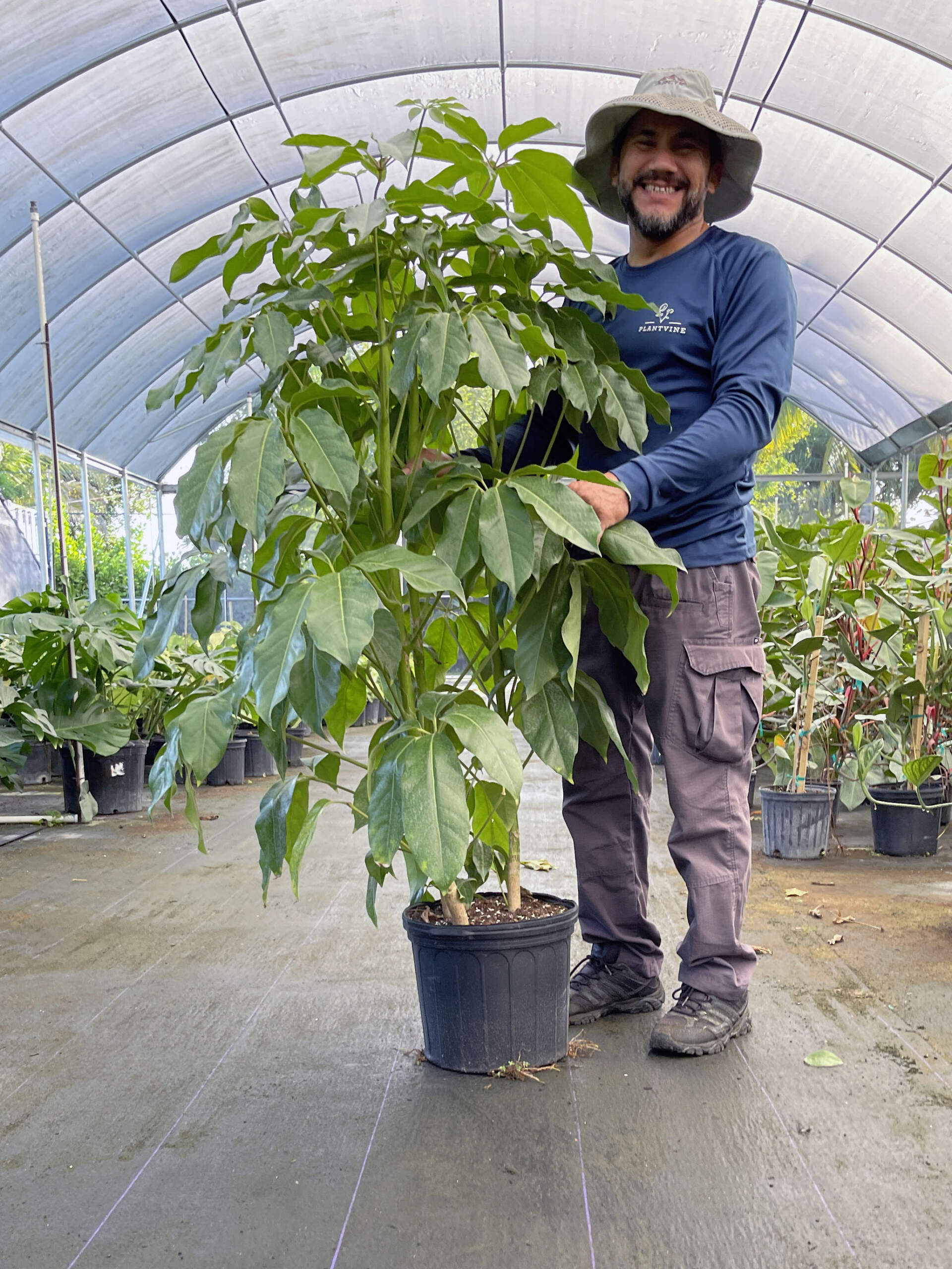 Buy Schefflera Actinophylla 'Amate', Umbrella Tree | PlantVine