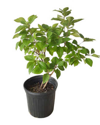 american beautyberry 3g
