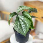 Amydrium Silver Spiderman