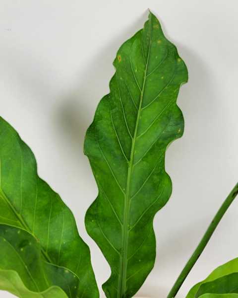 Foliage Foliage