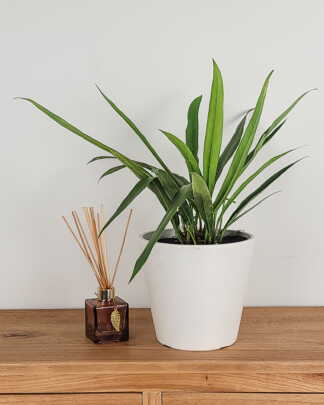 Anthurium Bakeri