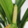 Anthurium Bakeri