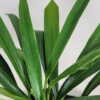 Anthurium Bakeri