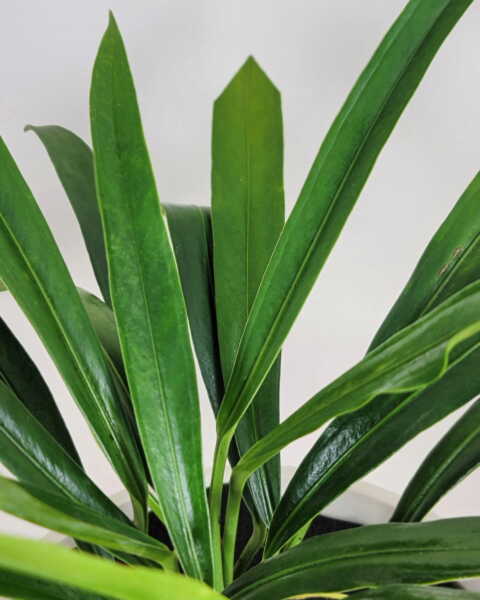 Foliage
