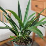 Anthurium Bakeri
