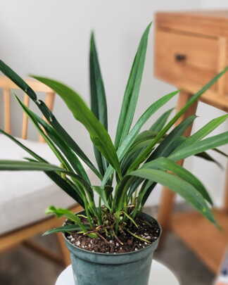 Anthurium Bakeri