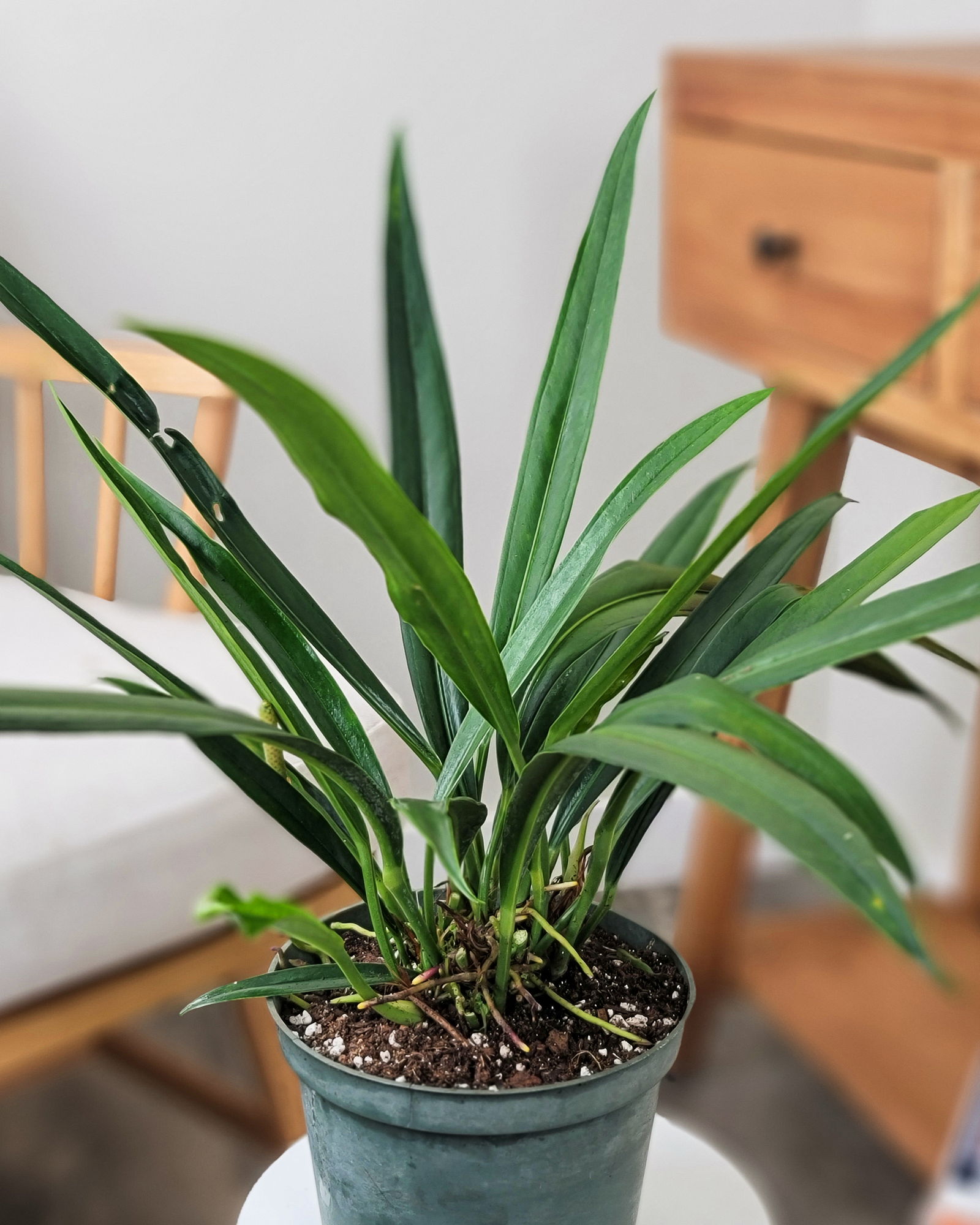alfredo dieffenbachia 6