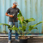 anthurium big splash