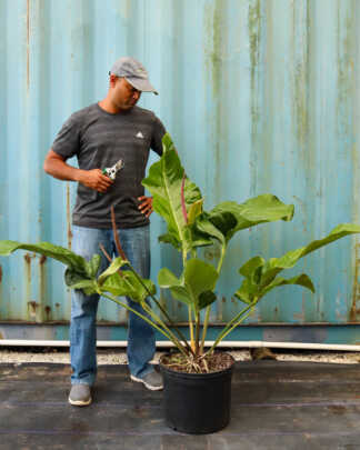 anthurium big splash