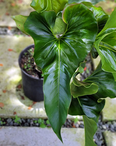 Foliage Foliage