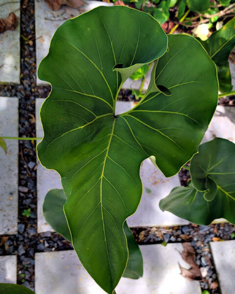 Foliage Foliage