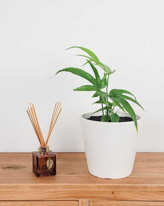 Anthurium Fingers