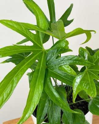 Anthurium 'Fingers'