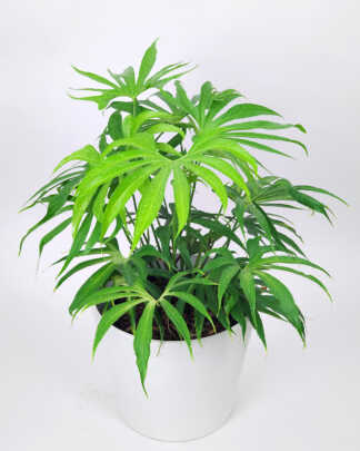 Anthurium Fingers