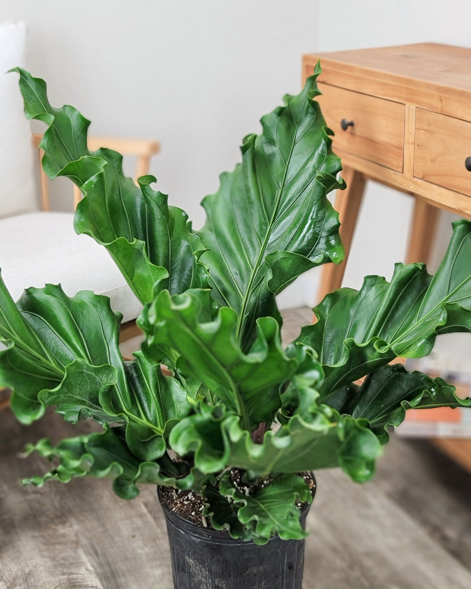 Anthurium plowmanii Fruffles