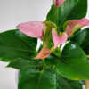 Anthurium Pink